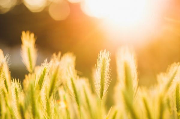 ビールで乾杯！美女に変身したいなら「美貌成就」をしよう【5月31日〜6月4日】