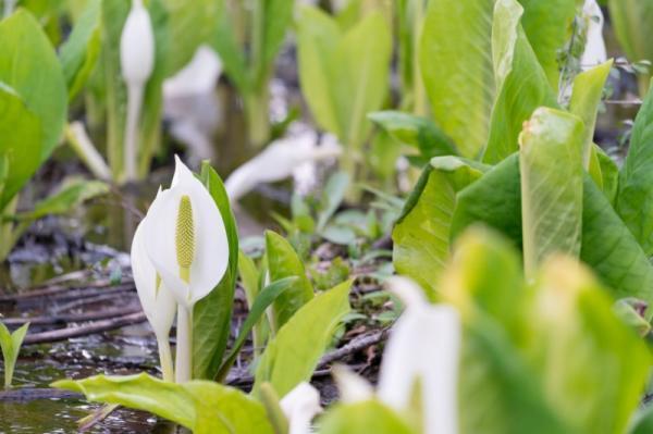 ビールで乾杯！美女に変身したいなら「美貌成就」をしよう【5月31日〜6月4日】