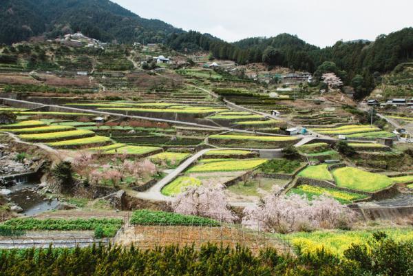 今日の災難を逃れる「おまじない」1粒ウメボシを朝、食べると・・・？【6月16日～25日】