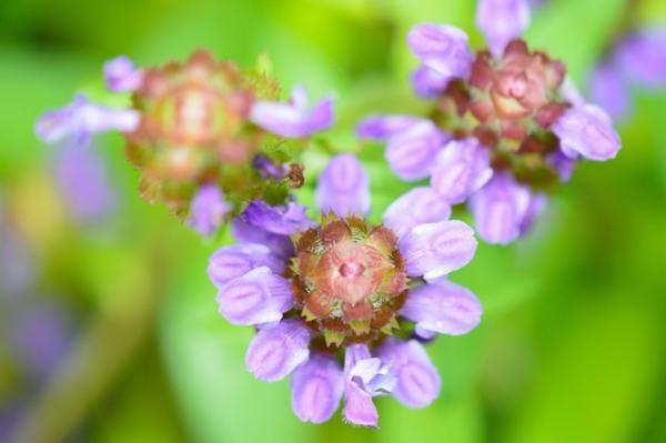 今日の災難を逃れる「おまじない」1粒ウメボシを朝、食べると・・・？【6月16日～25日】