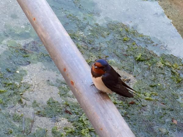 【神の島】聖地・女神が住まう「厳島神社」にココロとカラダを祓い清める旅を。