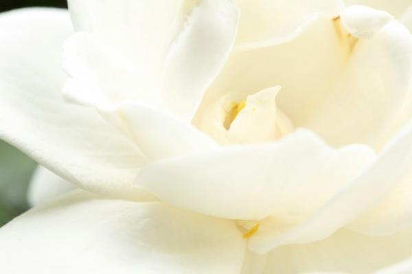 疲れたココロがふわっと！恵みの雨と最高級の癒しが・・・【6月26日～30日】