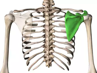 【背中痩せ】綺麗すぎて見とれちゃう！この夏試したい引き締まった背中の作り方