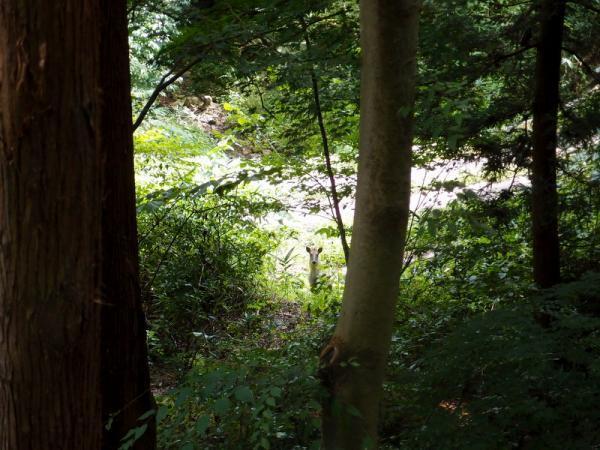 【7月のパワースポット】花見ならぬ「蓮見」で縁結びパワーを！