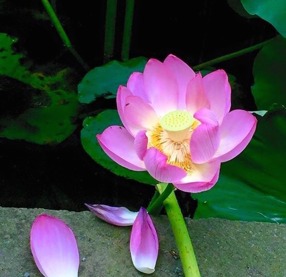 【7月のパワースポット】花見ならぬ「蓮見」で縁結びパワーを！