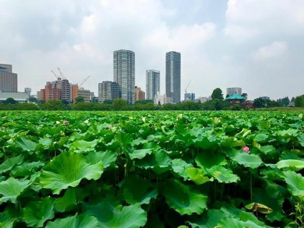 【7月のパワースポット】花見ならぬ「蓮見」で縁結びパワーを！