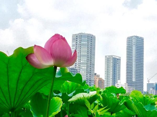 【7月のパワースポット】花見ならぬ「蓮見」で縁結びパワーを！