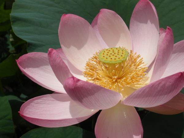 【7月のパワースポット】花見ならぬ「蓮見」で縁結びパワーを！