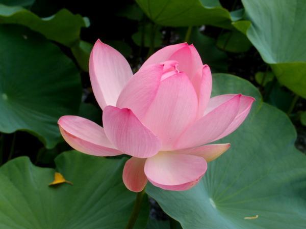 【7月のパワースポット】花見ならぬ「蓮見」で縁結びパワーを！