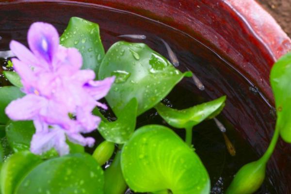 おうちに“侘び寂び”インテリア！小さな「水辺」をDIYしてみませんか？