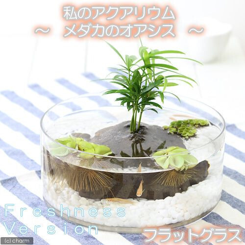 おうちに“侘び寂び”インテリア！小さな「水辺」をDIYしてみませんか？