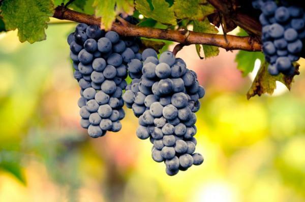 オンナが美しくなる教養。これだけ読めば秋の風流「星・花・歌」がまるわかり！