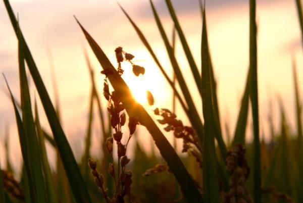 【開運】秋にぜひ！成功する人間の「お米」の食べかた【9月2日～6日】