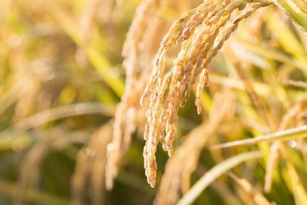 【開運】秋にぜひ！成功する人間の「お米」の食べかた【9月2日～6日】