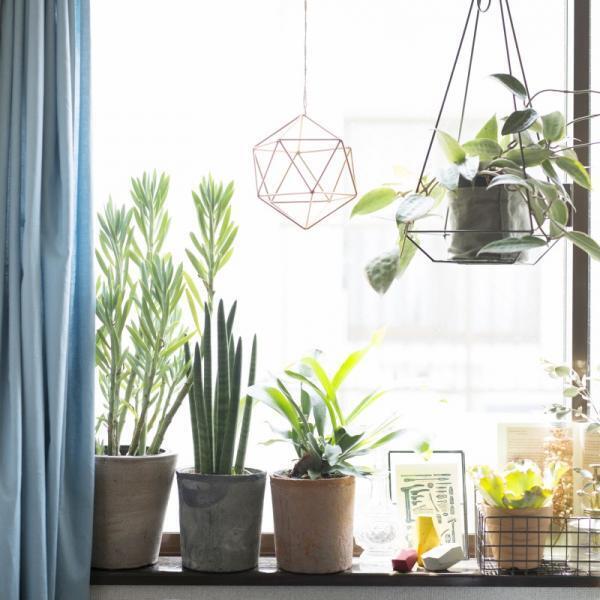 癒やし効果大！狭い部屋でも実現できる”窓辺ガーデン”のすすめ