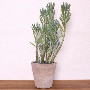 癒やし効果大！狭い部屋でも実現できる”窓辺ガーデン”のすすめ