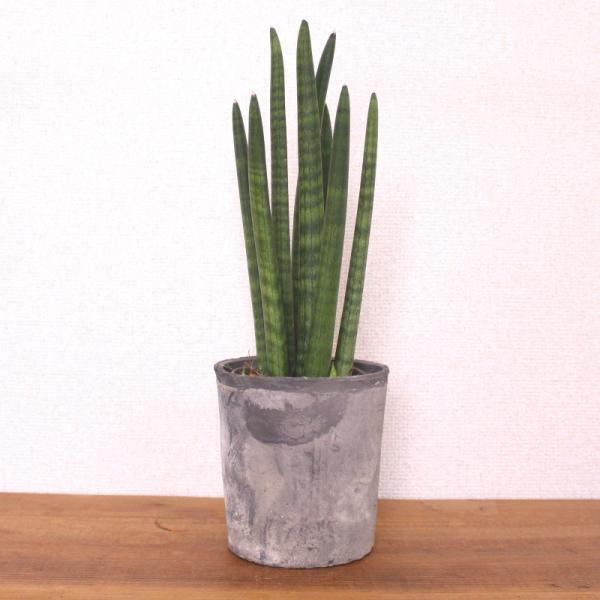 癒やし効果大！狭い部屋でも実現できる”窓辺ガーデン”のすすめ