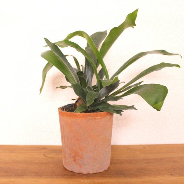 癒やし効果大！狭い部屋でも実現できる”窓辺ガーデン”のすすめ