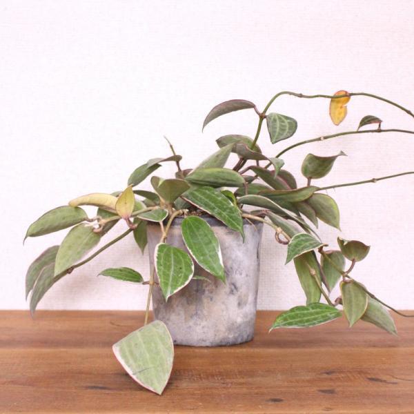 癒やし効果大！狭い部屋でも実現できる”窓辺ガーデン”のすすめ