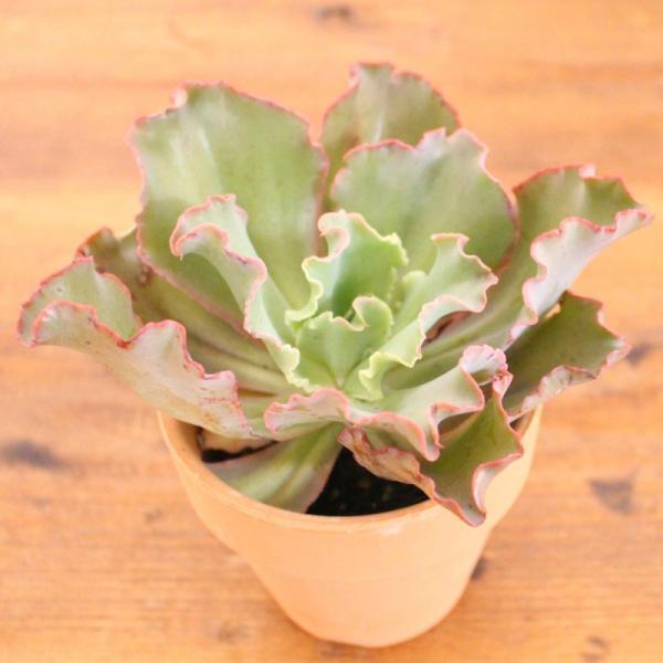 癒やし効果大！狭い部屋でも実現できる”窓辺ガーデン”のすすめ