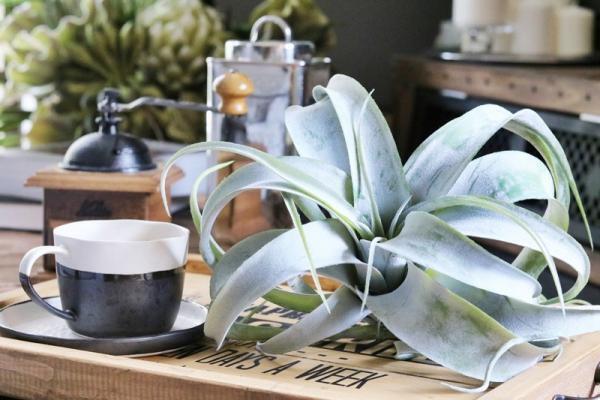 本物並みに癒される！話題の超リアルな【フェイクグリーン】って？