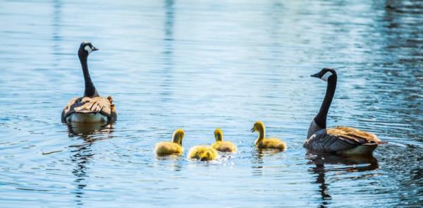【10月8〜12日】雁から学ぶ”愛と絆”の深め方とは