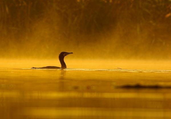 【10月8〜12日】雁から学ぶ”愛と絆”の深め方とは