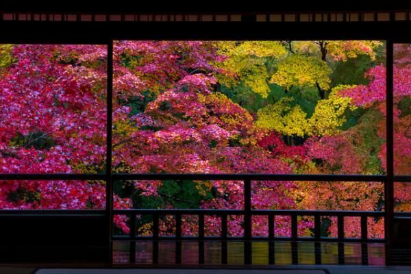 生きているうちに一度は見たい！京都の秋の絶景とは？【10月28日～11月１日】