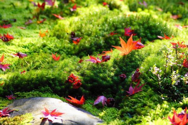 生きているうちに一度は見たい！京都の秋の絶景とは？【10月28日～11月１日】