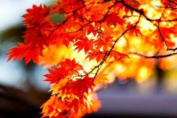秋を堪能。紅葉から感じる”恋心”とは？【11月2～6日】
