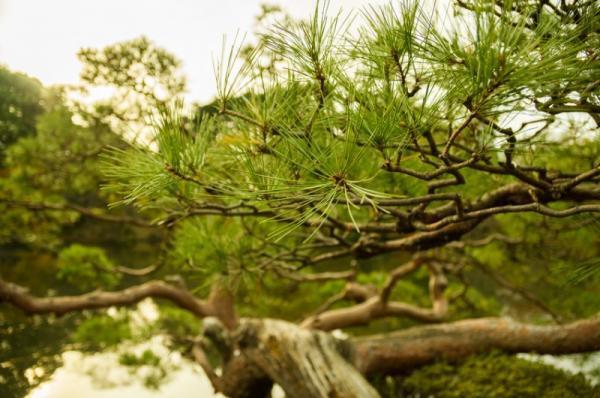 秋を堪能。紅葉から感じる”恋心”とは？【11月2～6日】