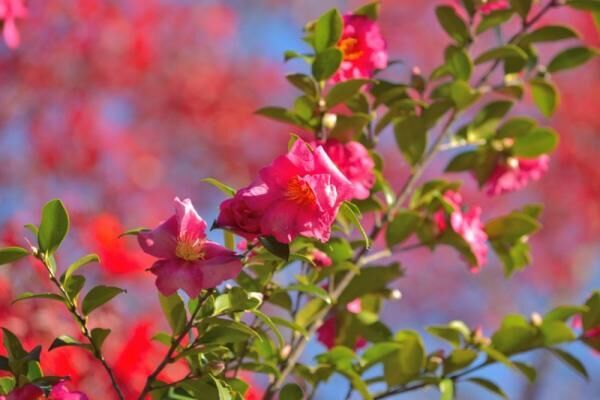 心をあたためる。冬に咲く山茶花が教えてくれること【11月7日〜11日】