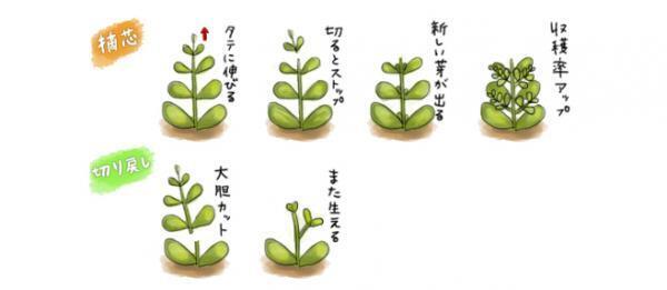 ビギナー向きガーデニング！美容や暮らしに役立つ【ミント】の育て方