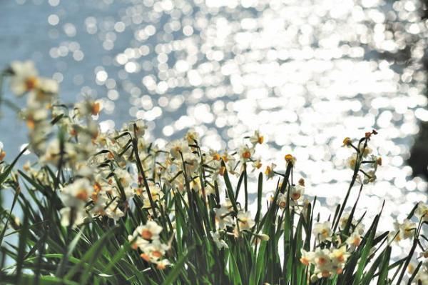 自分の悪い部分を教えてくれる。水仙の意外な花言葉とは【11月17〜21日】