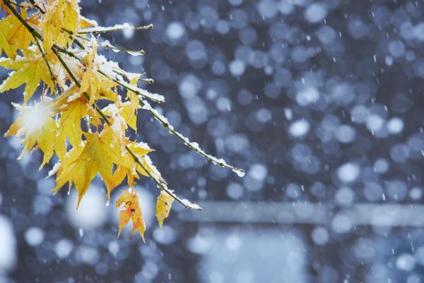 心までポカポカ。風邪予防に最適な飲み物とは【11月22〜26日】