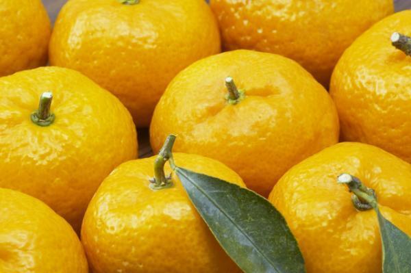 縁起物！橘に秘められたパワーとは？【12月2〜6日】