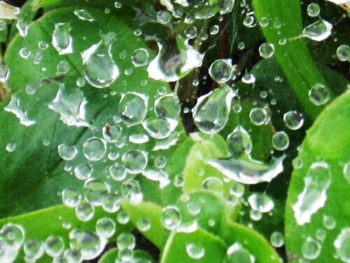 不思議な食感がクセになる！今秋は「バジルシード」で簡単ダイエット♥