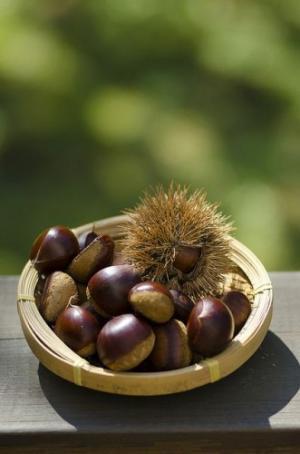 美容にも恋愛にも効果あり？秋の味覚「栗」に秘められた意外なチカラ