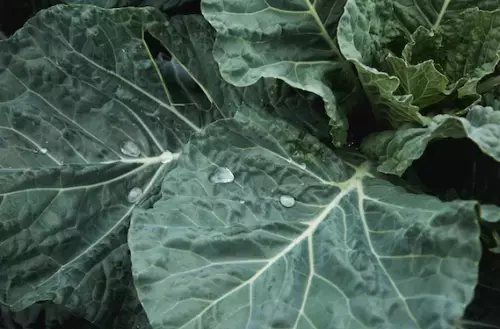 野菜不足の女性は必見！忙しくても効率的に栄養バランスを整えるには？