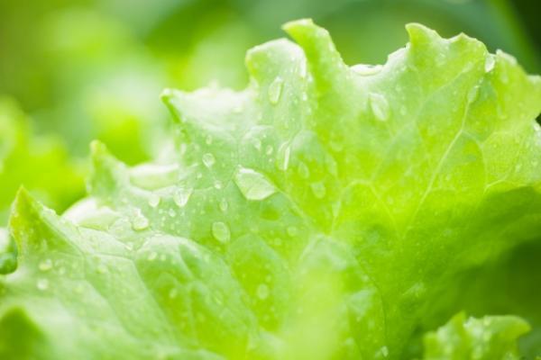 野菜がおいしく新鮮になる「50℃洗い」テクニックとは？