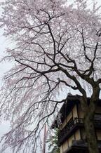Re：京都の桜がキレイなんて迷信だよ！【あなたの知らない京都】