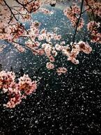 桜は儚いからこそ美しいというのであれば、人の一生はもっと美しい