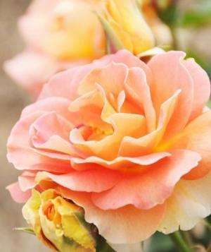 精神的に自立しながら、恋愛をするには？【瞳子先生の人生相談】第39回