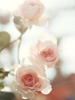 女性大臣が辞任！守るんじゃなくて「支えてくれる」素敵な男性の要件とは!?