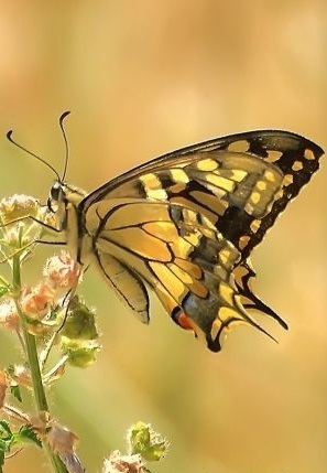 女性大臣が辞任！守るんじゃなくて「支えてくれる」素敵な男性の要件とは!?