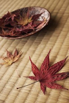 疲れた心を癒すには？オトナ女子が楽しめる紅葉狩りスポット3選