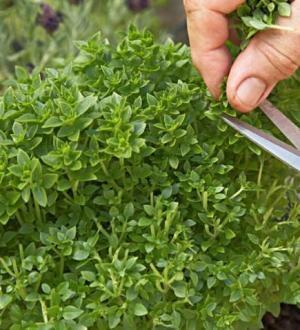 冬だってベランダ菜園！初心者でも成功するハーブの種類と育て方（お料理レシピも！）