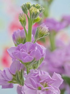 もう過食したくない！自分の欲と上手に付き合う方法【瞳子先生の人生相談】第42回