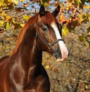 【女性のための競馬入門】年末年始がチャンス！出会いあり、癒やしあり、大金あり!?