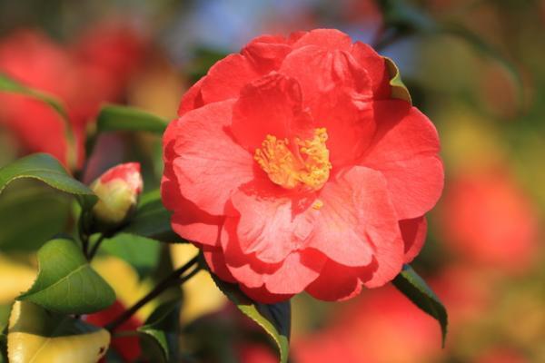 いつも同じような人を好きになって失敗してしまいます【瞳子先生の人生相談】第49回